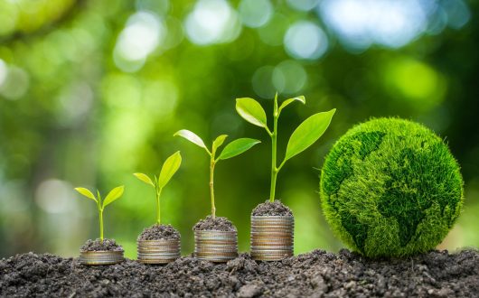 The,Ground,Plants,Grow,On,Coins.,The,Production,Of,Renewable